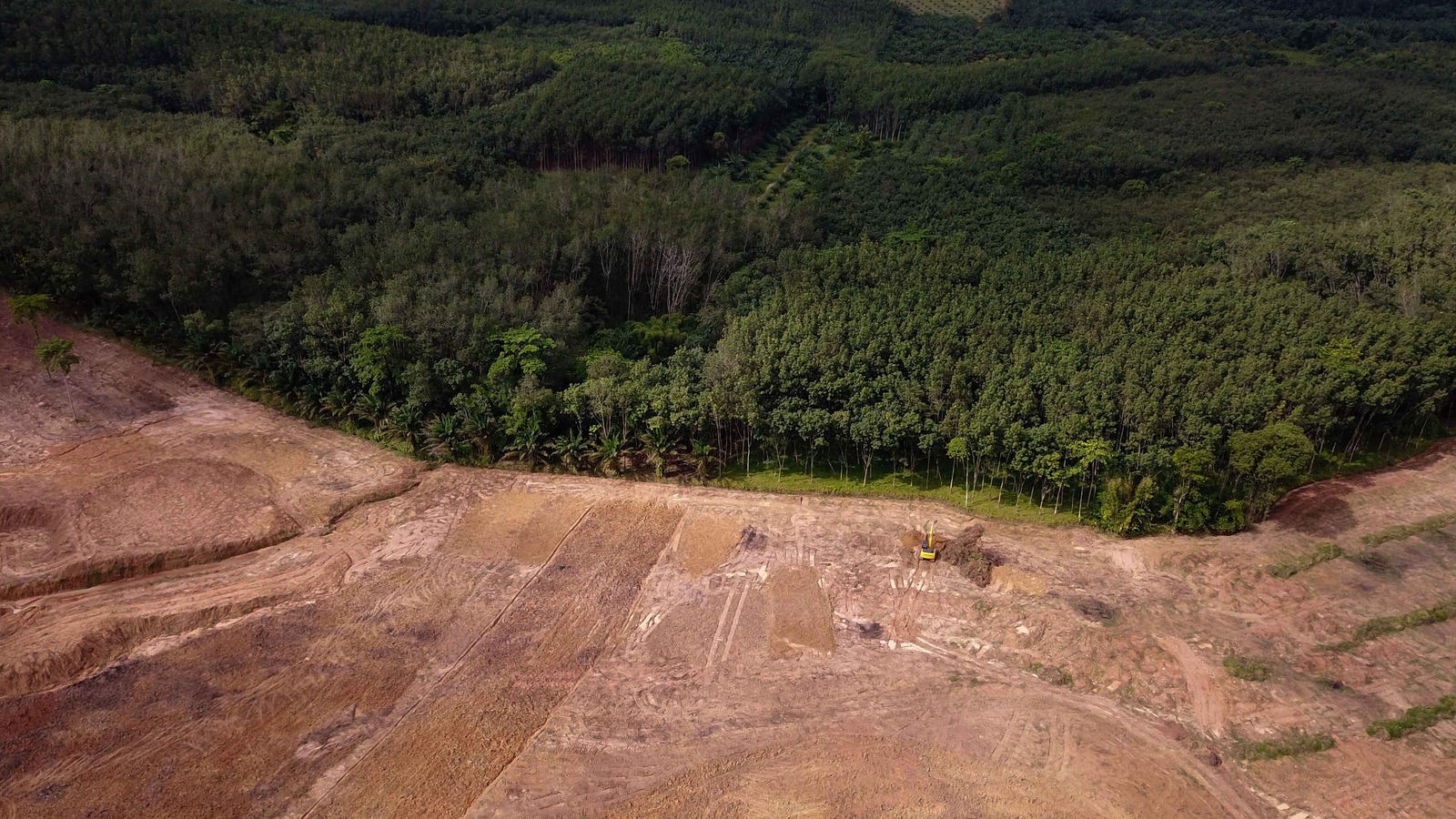 Deforestation visual